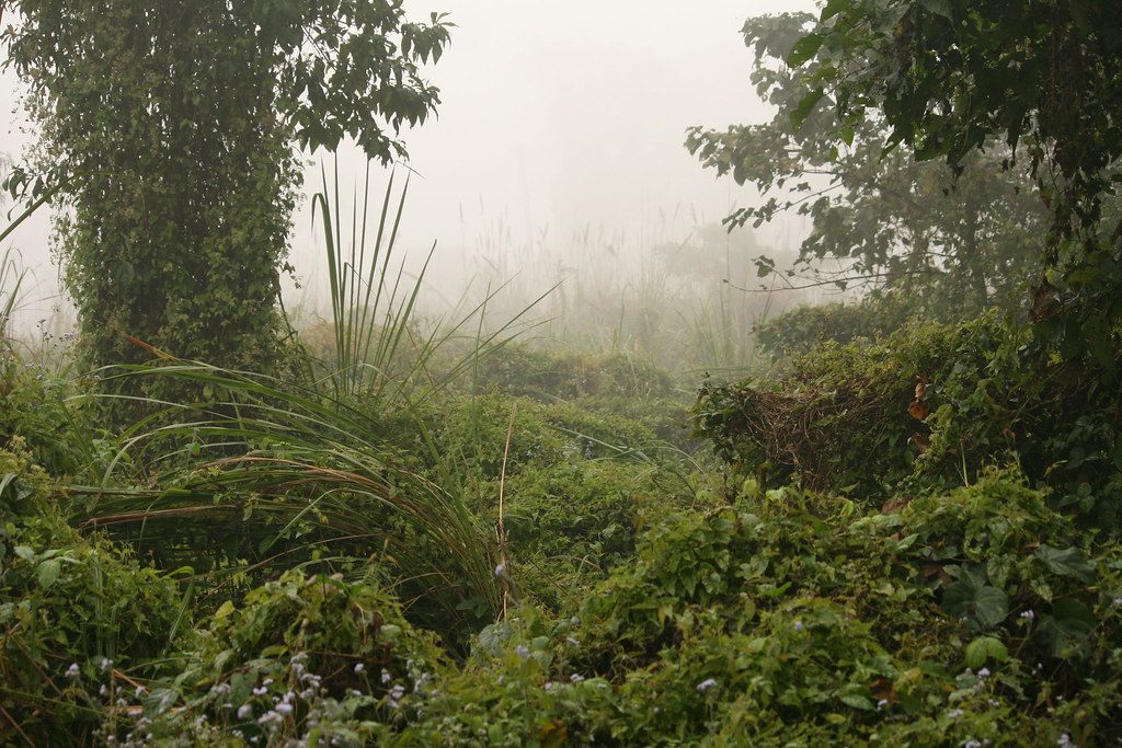 Chitwan Jungle Safari 3 Days