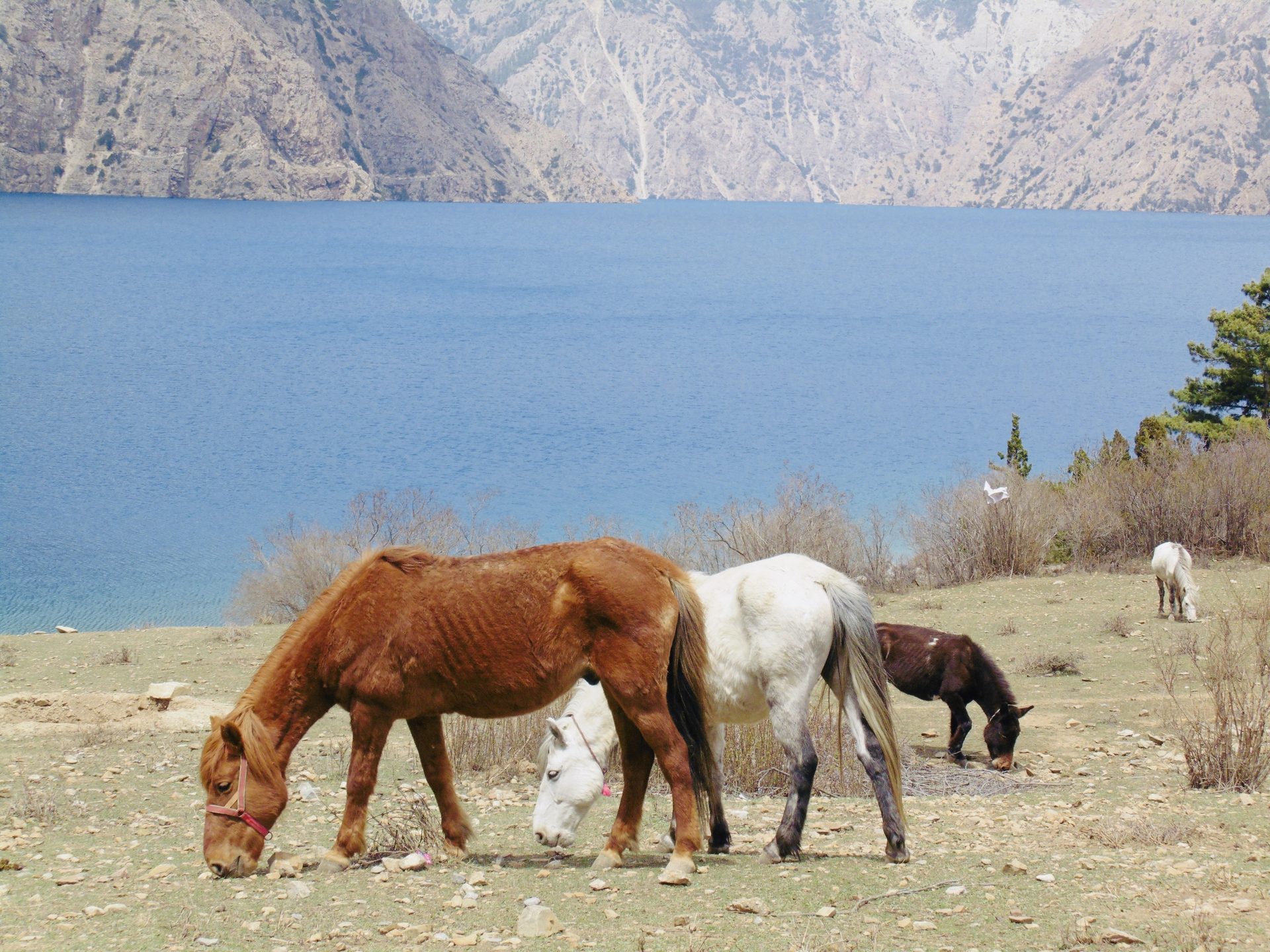 Dolpo to Rara via Kagmara Pass Trek - 25 Days