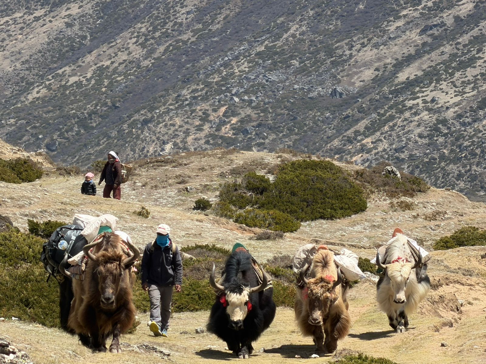 Yak Terrain